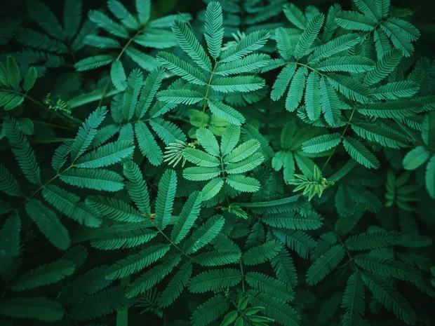 Dense green fern fronds filling the frame