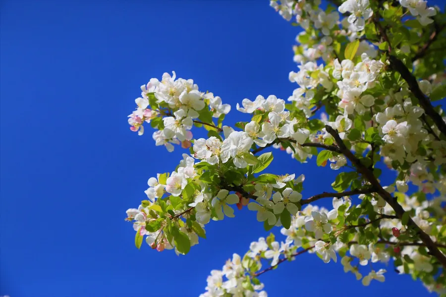 White blossom opening on a branch against a clear sky