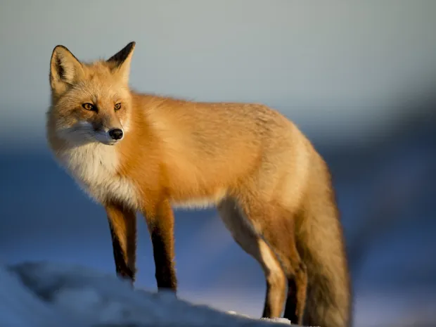 A fox standing alert at the edge of open ground