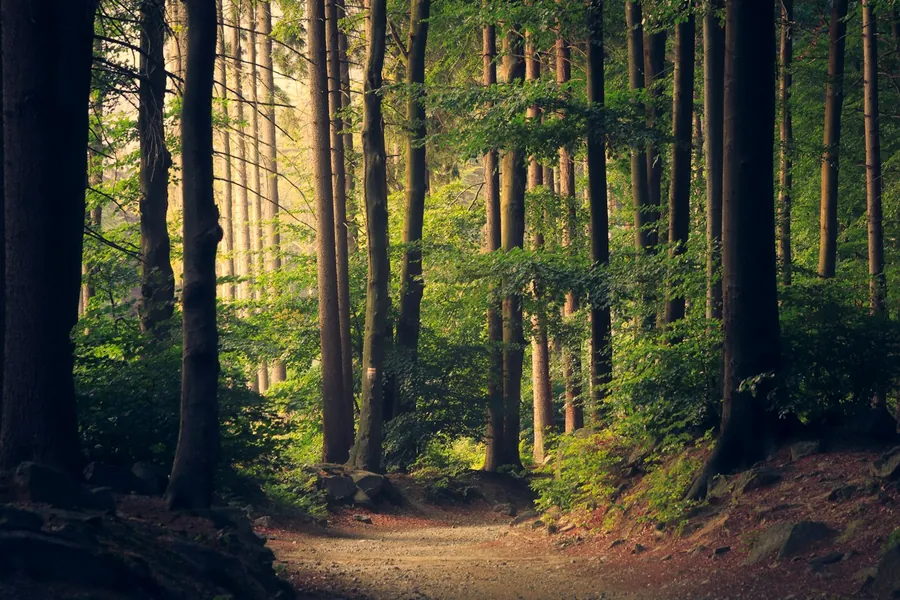 A wide track running through tall trees, lit by low sunlight